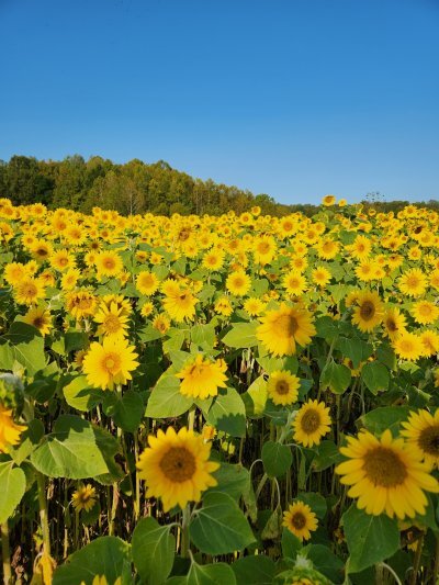 Sunflower Field